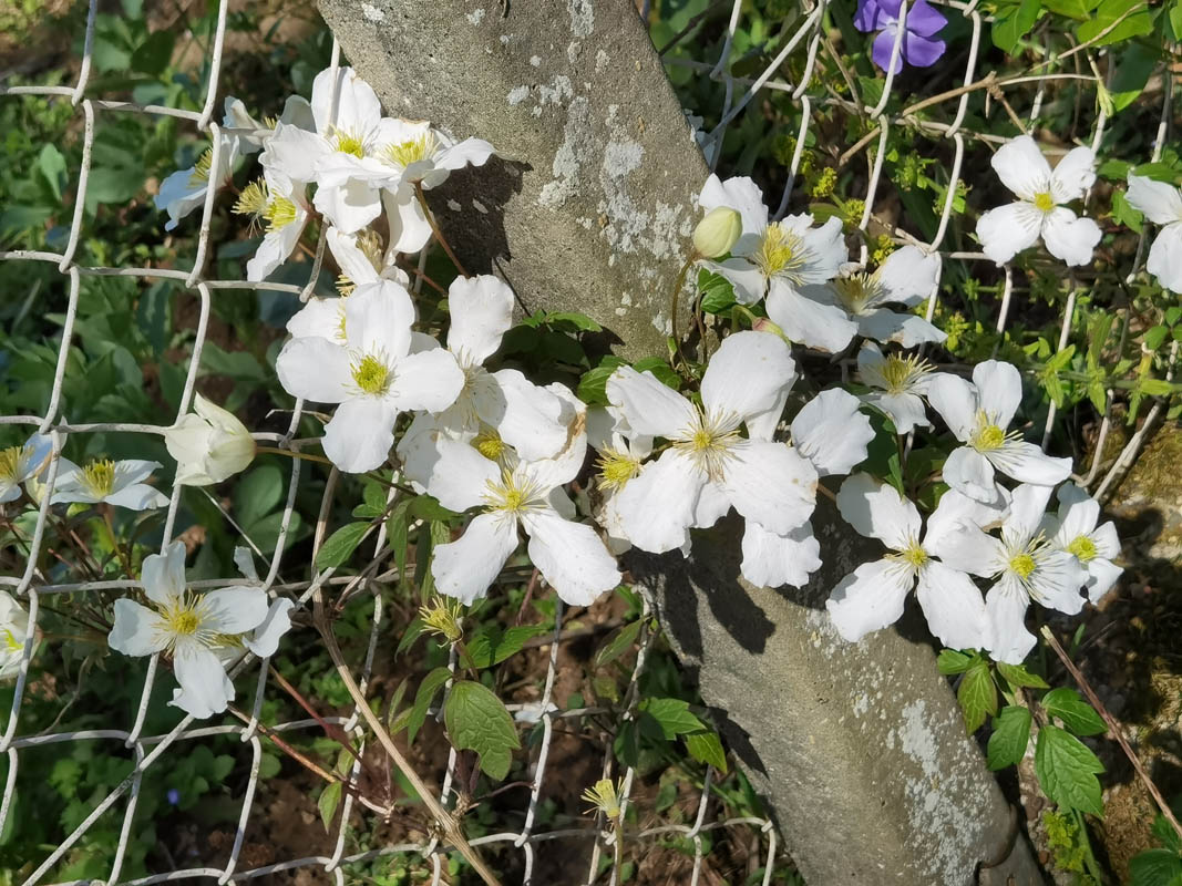 Clematis montana 'Spooneri'